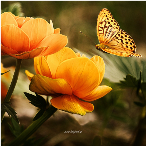Condoleancekaart bloemen vlinder